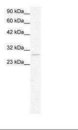 PHB / Prohibitin Antibody - Jurkat Cell Lysate.  This image was taken for the unconjugated form of this product. Other forms have not been tested.