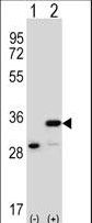 PHB / Prohibitin Antibody - Western blot of PHB (arrow) using rabbit polyclonal PHB Antibody. 293 cell lysates (2 ug/lane) either nontransfected (Lane 1) or transiently transfected (Lane 2) with the PHB gene.