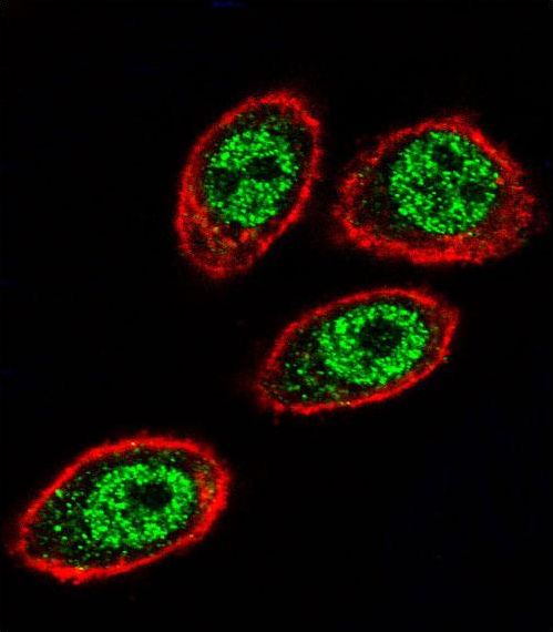 PHB / Prohibitin Antibody - Confocal immunofluorescence of PHB Antibody with HeLa cell followed by Alexa Fluor 488-conjugated goat anti-rabbit lgG (green). Actin filaments have been labeled with Alexa Fluor 555 phalloidin (red).
