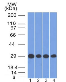 PHB / Prohibitin Antibody - Western blot testing of human 1) HEK293, 2) Jurkat, 3) HepG2 and 4) U-87 MG cell lysate with Prohibitin antibody (clone PHB/1881). Expected molecular weight ~30 kDa.