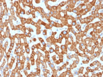 PHB / Prohibitin Antibody - IHC testing of FFPE human liver tissue with Prohibitin antibody (clone PHB/1881). Required HIER: boil tissue sections in pH6, 10mM citrate buffer, for 10-20 min followed by cooling at RT for 20 min.