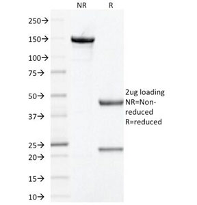 PHB / Prohibitin Antibody - SDS-PAGE Analysis of Purified, BSA-Free Prohibitin Antibody (clone PHB/1881). Confirmation of Integrity and Purity of the Antibody.