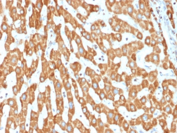 PHB / Prohibitin Antibody - IHC testing of FFPE human liver tissue with PHB antibody (clone PHB/1882). Required HIER: boil tissue sections in pH6, 10mM citrate buffer, for 10-20 min followed by cooling at RT for 20 min.