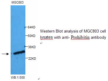 PHB / Prohibitin Antibody