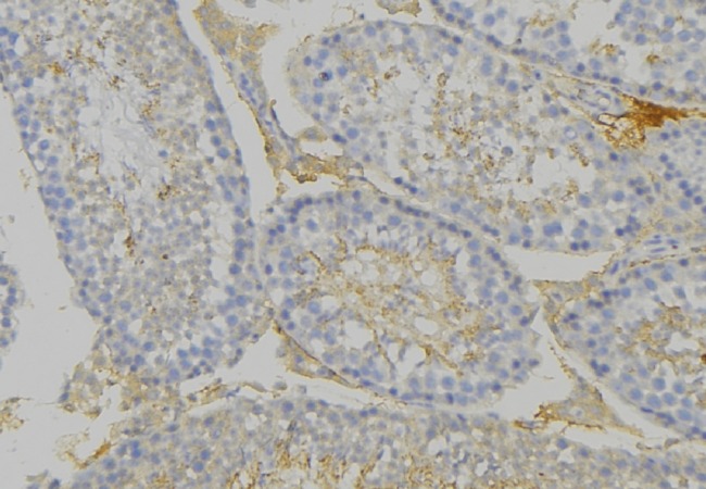 PHB / Prohibitin Antibody - 1:100 staining mouse testis tissue by IHC-P. The sample was formaldehyde fixed and a heat mediated antigen retrieval step in citrate buffer was performed. The sample was then blocked and incubated with the antibody for 1.5 hours at 22°C. An HRP conjugated goat anti-rabbit antibody was used as the secondary.