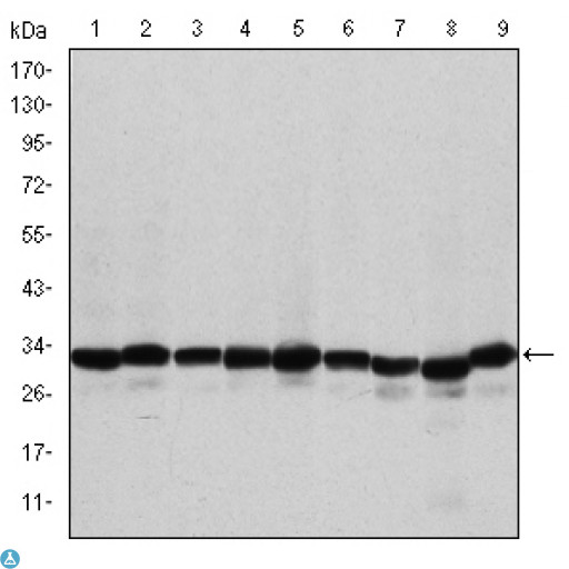 PHB / Prohibitin Antibody - Western Blot (WB) analysis using Prohibitin Monoclonal Antibody against A431 (1), MCF-7 (2), Jurkat (3), HeLa (4), HepG2 (5), A549 (6), NIH/3T3 (7), Cos7 (8) and PC-12 (9) cell lysate.