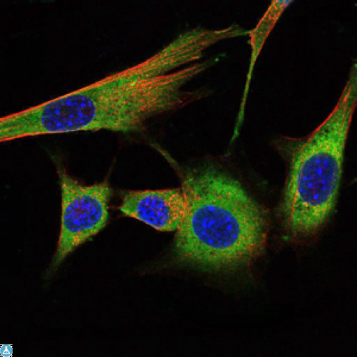PHB / Prohibitin Antibody - Immunofluorescence (IF) analysis of NIH/3T3 cells using Prohibitin Monoclonal Antibody (green). Blue: DRAQ5 fluorescent DNA dye. Red: Actin filaments have been labeled with Alexa Fluor-555 phalloidin.