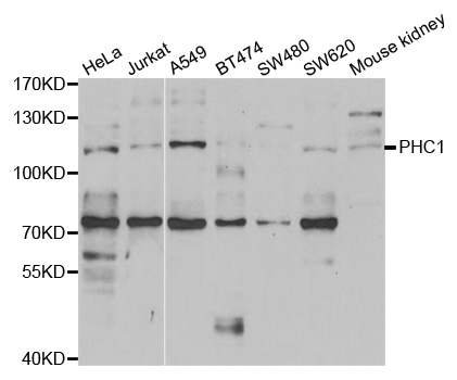 PHC1 / EDR1 Antibody - Western blot analysis of extracts of various cell lines.