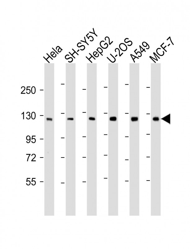PHC3 Antibody - All lanes: Anti-PHC3 Antibody (C-Term) at 1:2000 dilution. Lane 1: HeLa whole cell lysate. Lane 2: SH-SY5Y whole cell lysate. Lane 3: HepG2 whole cell lysate. Lane 4: U-2OS whole cell lysate. Lane 5: A549 whole cell lysate. Lane 6: MCF-7 whole cell lysate Lysates/proteins at 20 ug per lane. Secondary Goat Anti-Rabbit IgG, (H+L), Peroxidase conjugated at 1:10000 dilution. Predicted band size: 106 kDa. Blocking/Dilution buffer: 5% NFDM/TBST.
