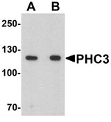 PHC3 Antibody - Western blot analysis of PHC3 in 3T3 cell lysate with PHC3 antibody at (A) 1 and (B) 2 ug/ml.