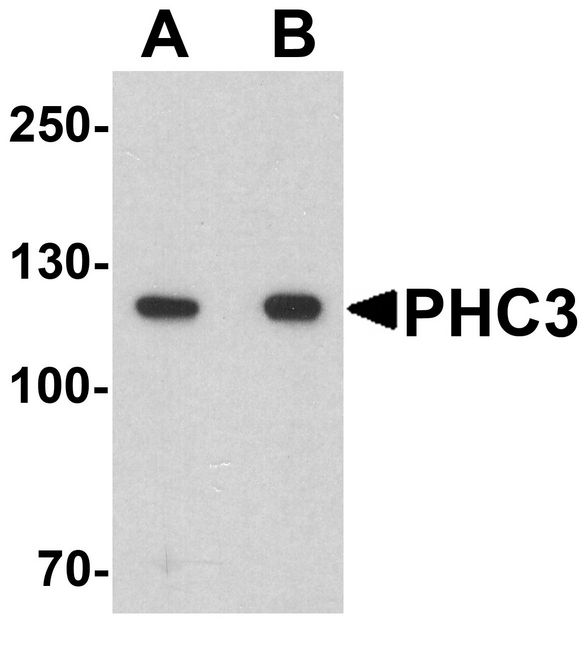 PHC3 Antibody - Western blot analysis of PHC3 in 3T3 cell lysate with PHC3 antibody at (A) 1 and (B) 2 ug/ml.