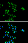 PHC3 Antibody - Immunofluorescence analysis of U2OS cells.