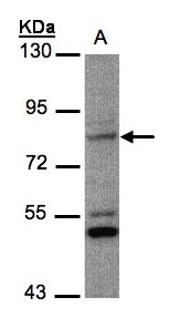 PHEX / PEX Antibody - Sample (30 ug whole cell lysate). A: MOLT4 . 7.5% SDS PAGE. PHEX / PEX antibody diluted at 1:1000