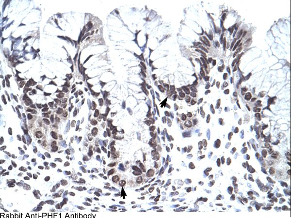 PHF1 Antibody - IHC of human stomach.  This image was taken for the unconjugated form of this product. Other forms have not been tested.