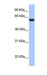 PHF1 Antibody - Hela cell lysate. Antibody concentration: 1.0 ug/ml. Gel concentration: 12%.  This image was taken for the unconjugated form of this product. Other forms have not been tested.
