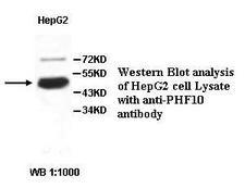 PHF10 Antibody