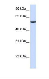 PHF10 Antibody - Fetal lung lysate. Antibody concentration: 1.0 ug/ml. Gel concentration: 12%.  This image was taken for the unconjugated form of this product. Other forms have not been tested.