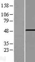 PHF10 Protein - Western validation with an anti-DDK antibody * L: Control HEK293 lysate R: Over-expression lysate