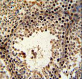 PHF13 Antibody - PHF13 Antibody IHC of formalin-fixed and paraffin-embedded mouse testis tissue followed by peroxidase-conjugated secondary antibody and DAB staining.