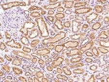 PHF13 Antibody - Immunochemical staining of human PHF13 in human kidney with rabbit polyclonal antibody at 1:100 dilution, formalin-fixed paraffin embedded sections.