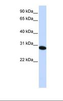 PHF19 Antibody - HepG2 cell lysate. Antibody concentration: 1.0 ug/ml. Gel concentration: 12%.  This image was taken for the unconjugated form of this product. Other forms have not been tested.