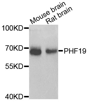 PHF19 Antibody - Western blot blot of extracts of various cells, using PHF19 antibody.