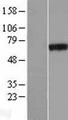 PHF19 Protein - Western validation with an anti-DDK antibody * L: Control HEK293 lysate R: Over-expression lysate