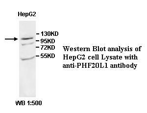 PHF20L1 Antibody