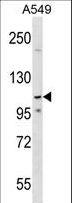 PHF20L1 Antibody - PHF20L1 Antibody western blot of A549 cell line lysates (35 ug/lane). The PHF20L1 antibody detected the PHF20L1 protein (arrow).