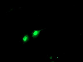PHF21B Antibody - Anti-PHF21B mouse monoclonal antibody immunofluorescent staining of COS7 cells transiently transfected by pCMV6-ENTRY PHF21B.