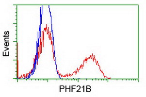 PHF21B Antibody - HEK293T cells transfected with either overexpress plasmid (Red) or empty vector control plasmid (Blue) were immunostained by anti-PHF21B antibody, and then analyzed by flow cytometry.