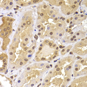 PHF21B Antibody - Immunohistochemistry of paraffin-embedded human kidney tissue.