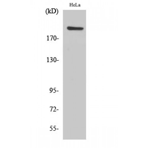 PHF3 Antibody - Western blot of PHF3 antibody