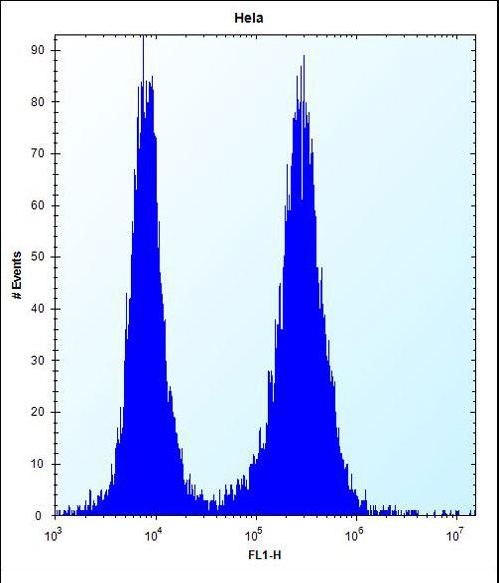 PHF5A / INI Antibody - PHF5A Antibody flow cytometry of HeLa cells (right histogram) compared to a negative control cell (left histogram). FITC-conjugated donkey-anti-rabbit secondary antibodies were used for the analysis.