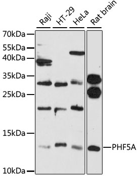 PHF5A / INI Antibody - Western blot analysis of extracts of various cell lines, using PHF5A antibody at 1:3000 dilution. The secondary antibody used was an HRP Goat Anti-Rabbit IgG (H+L) at 1:10000 dilution. Lysates were loaded 25ug per lane and 3% nonfat dry milk in TBST was used for blocking. An ECL Kit was used for detection and the exposure time was 90s.