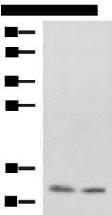 PHF5A / INI Antibody - Western blot analysis of SKOV3 and Raji cell lysates  using PHF5A Polyclonal Antibody at dilution of 1:800