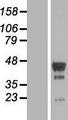 PHF6 Protein - Western validation with an anti-DDK antibody * L: Control HEK293 lysate R: Over-expression lysate