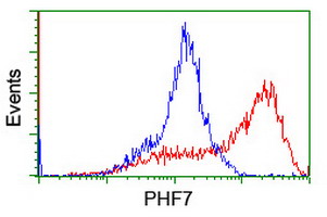 PHF7 Antibody - HEK293T cells transfected with either overexpress plasmid (Red) or empty vector control plasmid (Blue) were immunostained by anti-PHF7 antibody, and then analyzed by flow cytometry.
