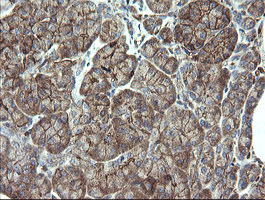 PHF7 Antibody - IHC of paraffin-embedded Human pancreas tissue using anti-PHF7 mouse monoclonal antibody. (Heat-induced epitope retrieval by 10mM citric buffer, pH6.0, 120°C for 3min).