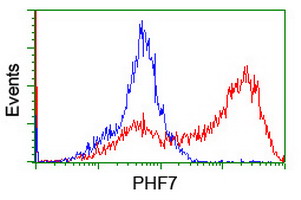 PHF7 Antibody - HEK293T cells transfected with either overexpress plasmid (Red) or empty vector control plasmid (Blue) were immunostained by anti-PHF7 antibody, and then analyzed by flow cytometry.