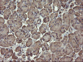 PHF7 Antibody - IHC of paraffin-embedded Human pancreas tissue using anti-PHF7 mouse monoclonal antibody.