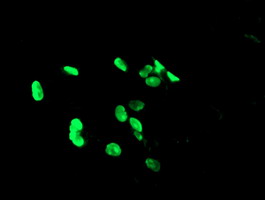 PHF7 Antibody - Anti-PHF7 mouse monoclonal antibody immunofluorescent staining of COS7 cells transiently transfected by pCMV6-ENTRY PHF7.