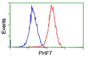 PHF7 Antibody - Flow cytometry of HeLa cells, using anti-PHF7 antibody (Red), compared to a nonspecific negative control antibody (Blue).