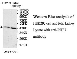 PHF7 Antibody