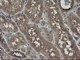 PHF7 Antibody - IHC of paraffin-embedded Human Kidney tissue using anti-PHF7 mouse monoclonal antibody.