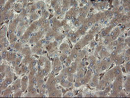 PHF7 Antibody - IHC of paraffin-embedded Human liver tissue using anti-PHF7 mouse monoclonal antibody.