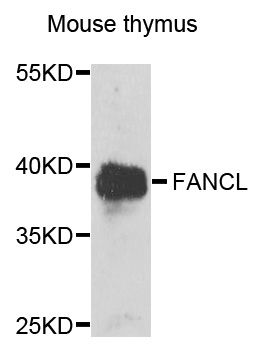 PHF9 / FANCL Antibody - Western blot analysis of extracts of mouse thymus cells.