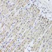 PHF9 / FANCL Antibody - Immunohistochemistry of paraffin-embedded mouse stomach tissue.