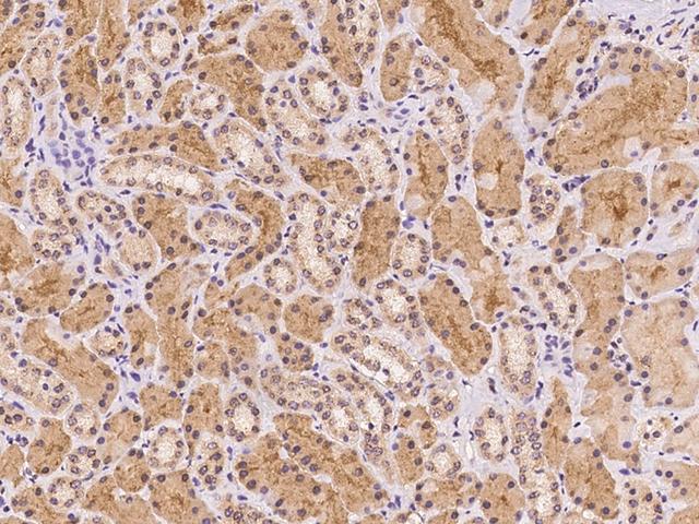 PHF9 / FANCL Antibody - Immunochemical staining of human FANCL in human kidney with rabbit polyclonal antibody at 1:100 dilution, formalin-fixed paraffin embedded sections.