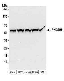 PHGDH Antibody - Detection of human and mouse PHGDH by western blot. Samples: Whole cell lysate (50 µg) from HeLa, HEK293T, Jurkat, mouse TCMK-1, and mouse NIH 3T3 cells prepared using NETN lysis buffer. Antibodies: Affinity purified rabbit anti-PHGDH antibody used for WB at 0.1 µg/ml. Detection: Chemiluminescence with an exposure time of 10 seconds.